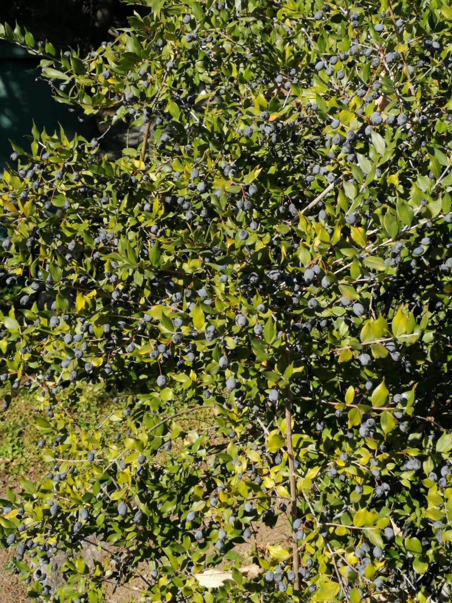 Sa Domu De Orri Al Mare Villa Tortolì Buitenkant foto